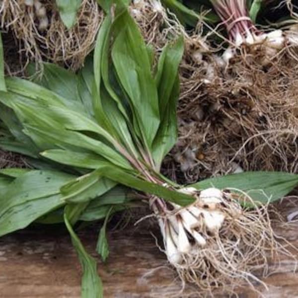 Wild Ramps Wild Leeks Bulbs Only Bare Roots Allium tricoccum Premium Perennials Organic Bulbs For Planting