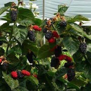 May include: A close-up of a blackberry bush with ripe blackberries and red berries growing on the branches. The bush is growing in a greenhouse setting.