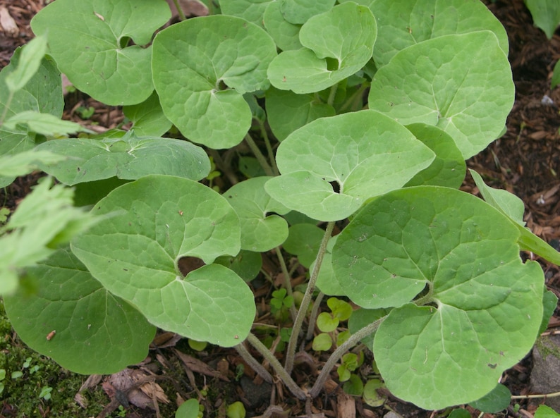 10 Wild Ginger Plants Bare Roots Asarum Canadense Organic Planting Stock Perennial image 7
