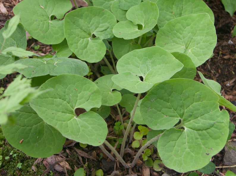 CaneCreekMeadows Wild Ginger Plants - Thumbnail 3