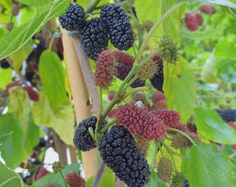 1 Mojo Berry Mulberry Bush Starter Plant Morus rotundiloba