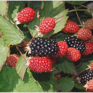 May include: Close-up of a blackberry bush with green leaves and red and black berries. The berries are in various stages of ripeness, with some still red and others fully black. The image is well-lit, showing the texture of the berries.