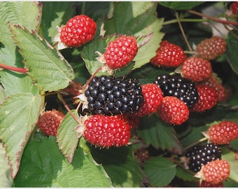 May include: Close-up of a blackberry bush with green leaves and red and black berries. The berries are in various stages of ripeness, with some still red and others fully black. The image is well-lit, showing the texture of the berries.