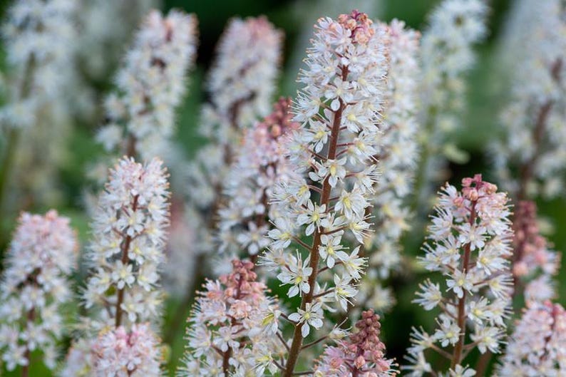 10 Foam Flower Bare Root Tiarella cordifolia bild 5