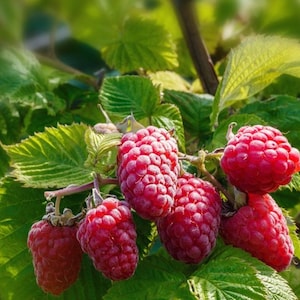 May include: Close-up of ripe red raspberries on a green leafy branch. The raspberries are clustered together, showcasing their textured surface. The image highlights the vibrant color and freshness of the fruit, with sunlight illuminating the leaves.