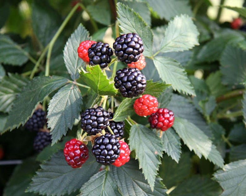 Puede incluir: Primer plano de un arbusto de moras con hojas verdes y racimos de moras maduras de color p&uacute;rpura oscuro. Algunas bayas a&uacute;n son rojas, lo que indica que a&uacute;n no est&aacute;n completamente maduras. La imagen muestra la belleza natural de la fruta.