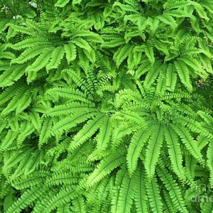 3 Maidenhair Fern Plant Bare Root Adiantum diaphanum Organic Roots image 10