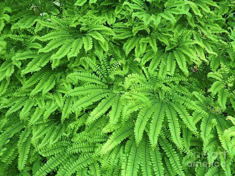 3 Maidenhair Fern Plant Bare Root Adiantum diaphanum Organic Roots image 10