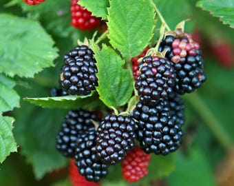 May include: Close-up of a blackberry bush with ripe, dark purple blackberries and unripe red raspberries. The berries are clustered on green stems with green leaves, showcasing the natural beauty of the fruit.