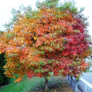 May include: A vibrant tree displays autumn foliage in shades of red, orange, and green. The tree stands near a grassy area and a road with a metal barrier. The leaves are dense, creating a full canopy.