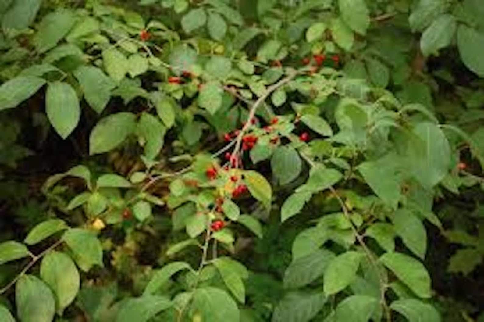 Rooted Northern 1 Spice Bush 6-12