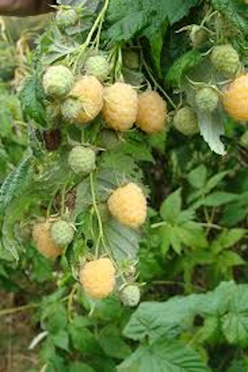 Golden Anne Raspberry 3 Golden Anne Raspberry Starter Plug - Rubus Idaeus - Etsy