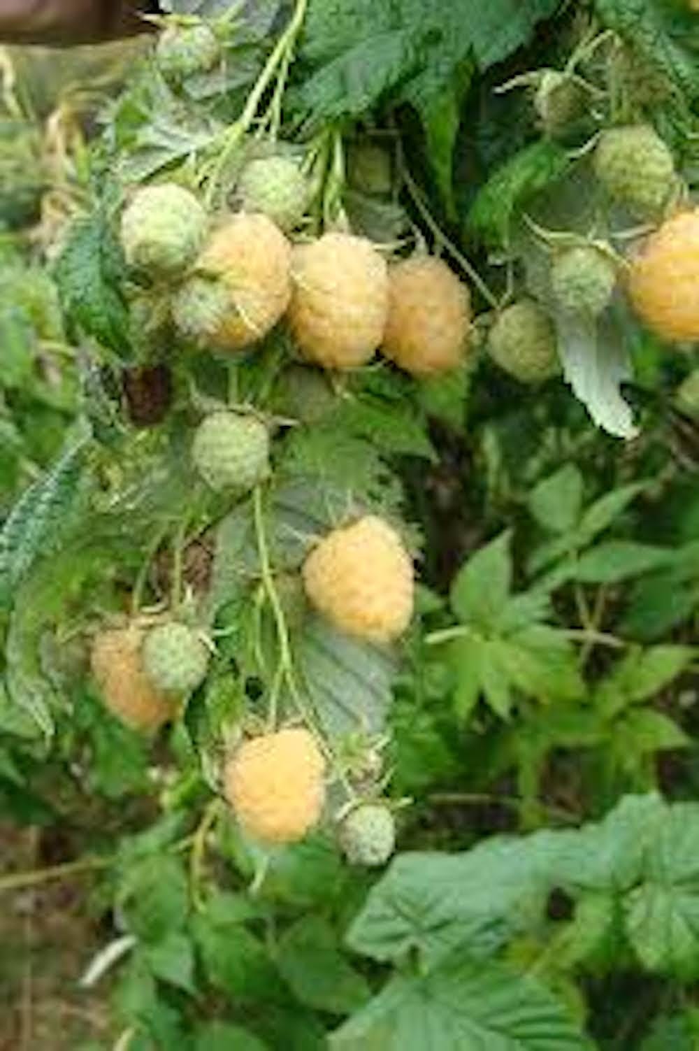 Goldne Raspberry 3 Golden Anne Raspberry Starter Plug - Rubus Idaeus - Etsy