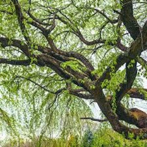 May include: A close-up view of a large tree with thick, brown branches and vibrant green leaves. The branches curve and twist, creating a textured pattern against the sky. The leaves are a bright green, suggesting a healthy tree.