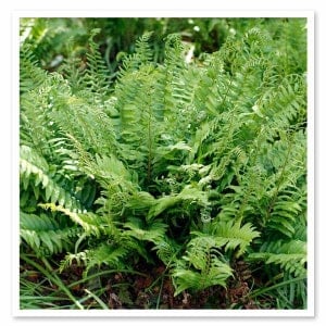 20 Christmas Ferns Bare Root Polystichum Acrostichoides Perennial Plant Evergreen