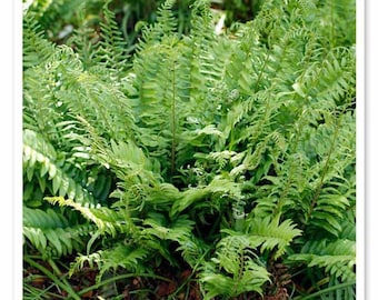 20 Christmas Ferns Bare Root Polystichum Acrostichoides Perennial Plant Evergreen