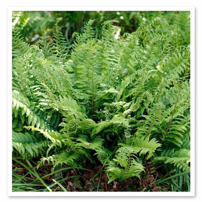 Christmas Ferns Polystichum Acrostichoides