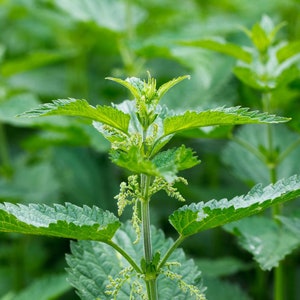 May include: A close-up of a patch of green stinging nettle plants with small green flowers.