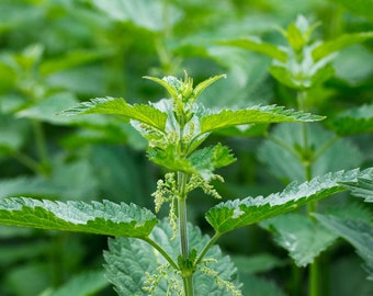 20 Stinging Nettle Plant Bare Roots Only Urtica dioica Organic Transplant