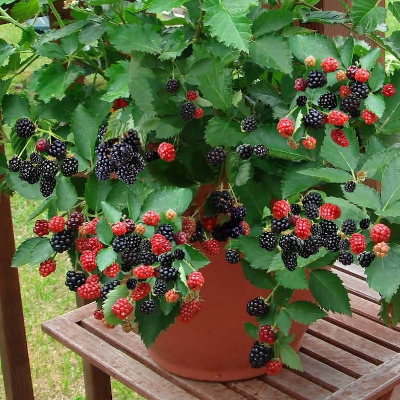 K&ouml;nnte beinhalten: Eine Topf-Brombeerpflanze mit gr&uuml;nen Bl&auml;ttern und Trauben aus roten und schwarzen Beeren. Die Pflanze steht in einem Terrakotta-Topf auf einer Holzbank. Die Beeren sind in verschiedenen Reifestadien.