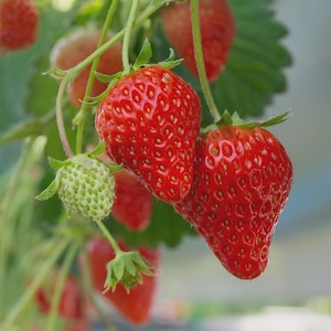 May include: Close-up of ripe red strawberries and a developing green strawberry on a vine. The strawberries have a textured surface and are surrounded by green leaves. The image is well-lit, highlighting the vibrant colors of the fruit.