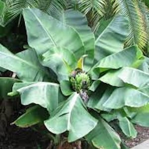 10 Truly Tiny Banana Plant Musa acuminata Live Starter Plant