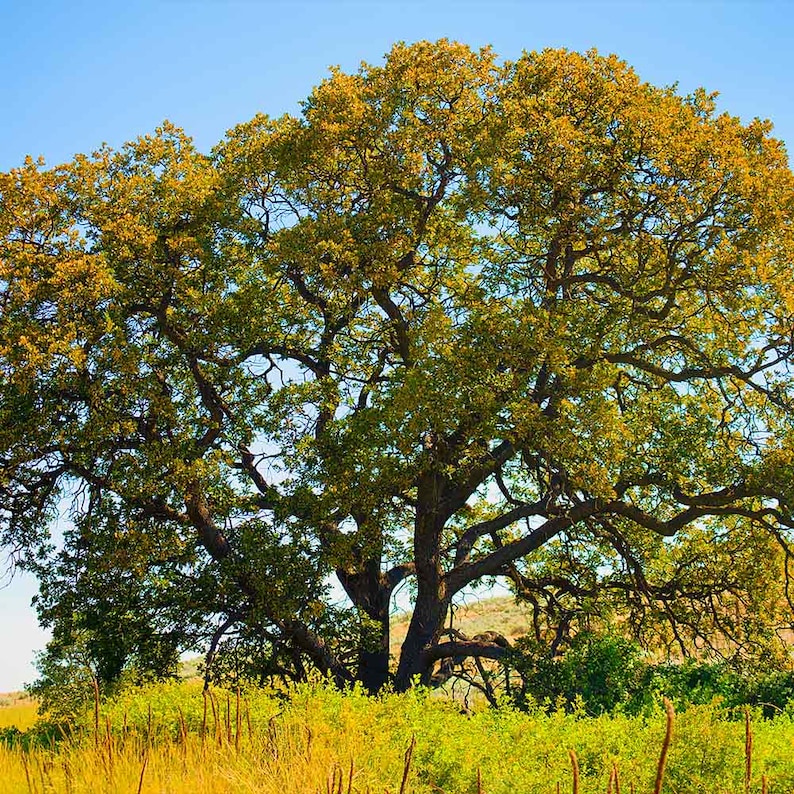 5 White Oak Tree 12-24" Quercus Alba Bare Root Starter Plant - Etsy