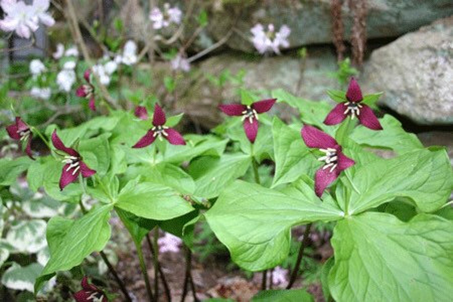 3 Purple Trillium Plants Bare Root Trillium Erectum Perennial Etsy