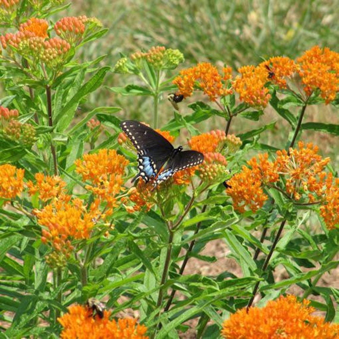 5 Butterfly Weed Plant Bare Root Asclepias Tuberosa Milkweed Etsy