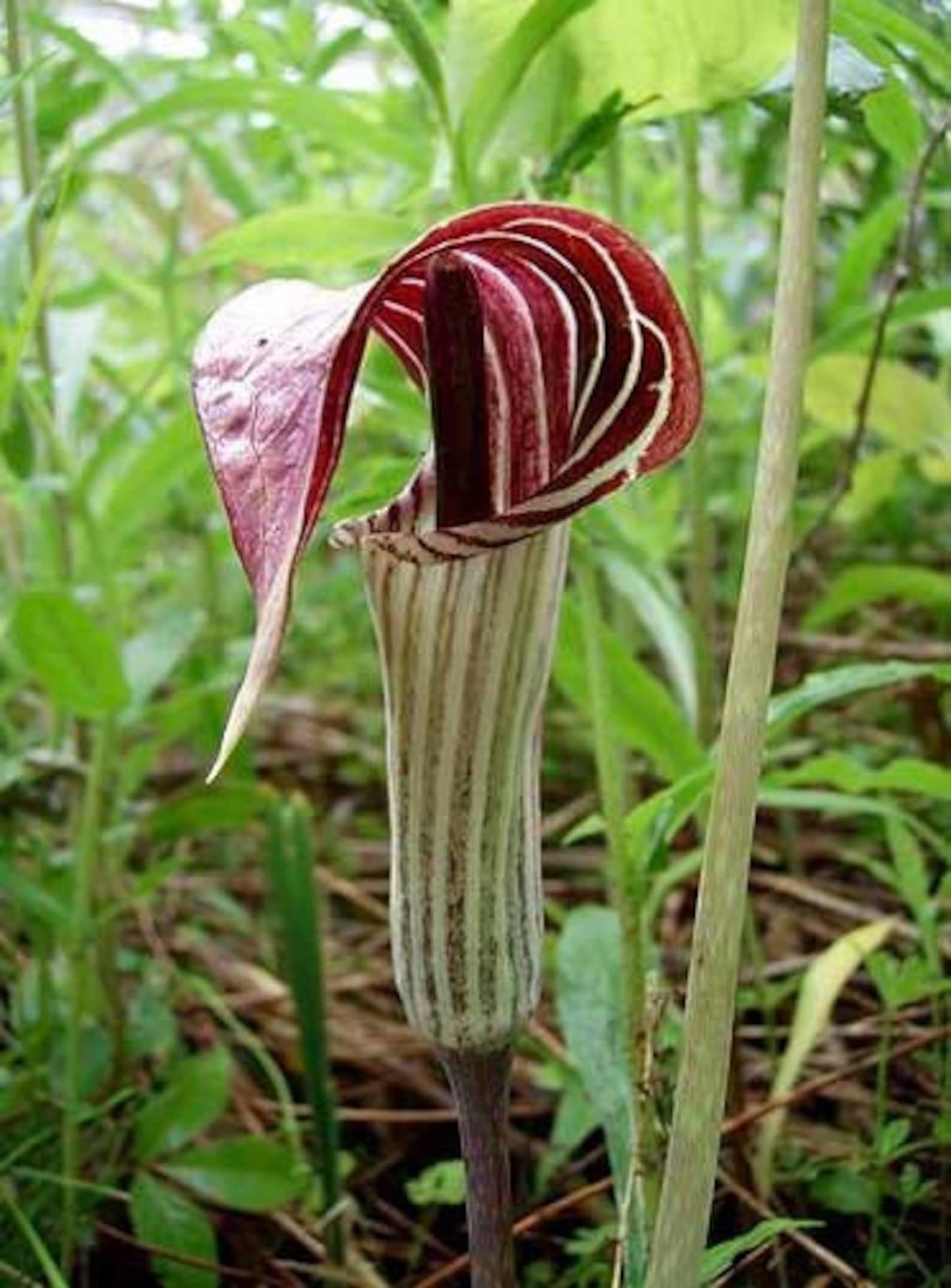 5 Jack in the Pulpit Plants Bare Roots Organic Arisaema Etsy