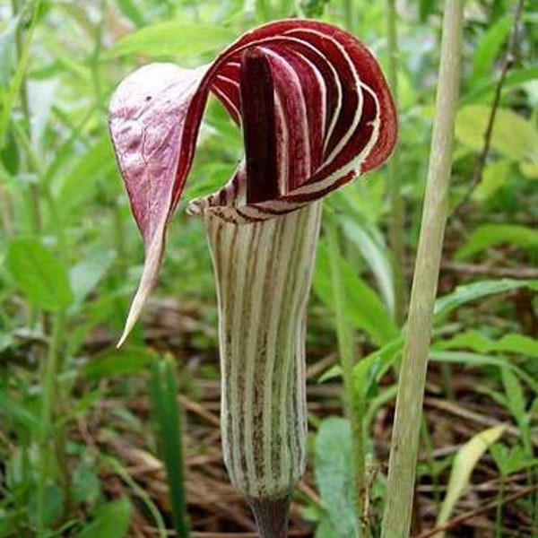 10 Jack In The Pulpit Plants Bare Roots Organic Arisaema Triphyllum Indian Turnip Planting Stock