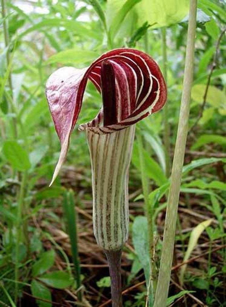 CaneCreekMeadows Jack In The Pulpit Plant - Thumbnail 3