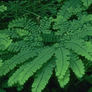 3 Maidenhair Fern Plant Bare Root Adiantum diaphanum Organic Roots image 2