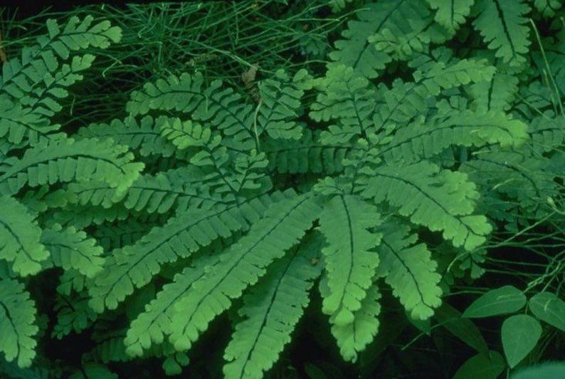 3 Maidenhair Fern Plant Bare Root Adiantum diaphanum Organic Roots image 2