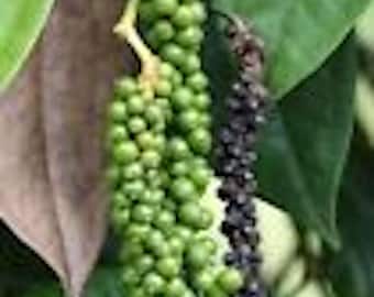 May include: Close-up of a pepper plant with green peppercorns and a cluster of black peppercorns. The green peppercorns are round and clustered together, while the black peppercorns are smaller and darker. The background features green leaves.