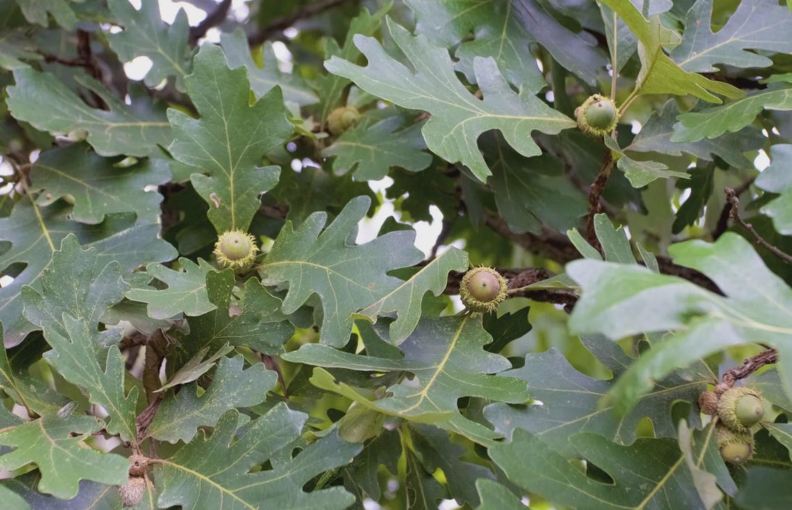 3 Bur Oak Tree 12-24" Quercus Macrocarpa Bare Root Starter Plant - Etsy