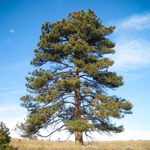 May include: A tall pine tree with green needles and a brown trunk stands against a bright blue sky. The tree's branches spread out, and the ground below is covered in dry grass. The image captures a sunny day in nature.