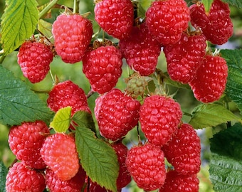 May include: A close-up of a cluster of ripe red raspberries on a green leafy branch. The raspberries are a vibrant red color and appear juicy. The image showcases the natural beauty of the fruit.