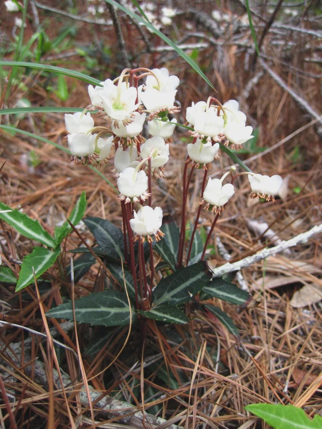 3 Striped Wintergreen Rat Vein Bare Root Chimaphila Maculata - Etsy