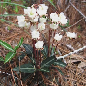 May include: A close-up of a plant with small, white, bell-shaped flowers. The flowers are clustered on reddish-brown stems. The leaves are dark green with lighter green veins. The plant is surrounded by brown pine needles and twigs.