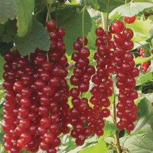 Peut inclure: Gros plan sur des groseilles rouges m&ucirc;res suspendues &agrave; une branche verte. L'image pr&eacute;sente plusieurs grappes de baies rondes et rouges, avec quelques feuilles vertes en arri&egrave;re-plan, cr&eacute;ant un cadre naturel.