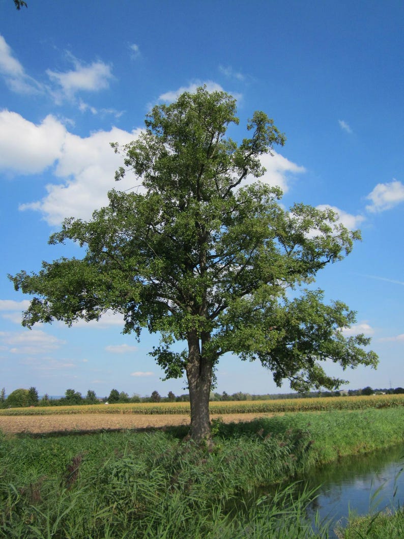 5 Black Alder Tree 12-24 Inch Bare Root Alnus Glutinosa European Common ...