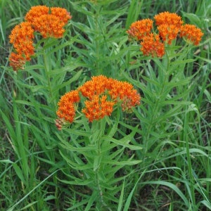 5 Butterfly Weed Plant Bare Root Asclepias Tuberosa Milkweed Plant Organic Pleurisy Root Bulbs for Planting