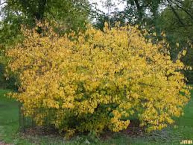 Rooted Northern 1 Spice Bush 6-12