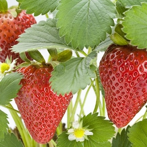 May include: Close-up of ripe strawberries on a plant. The bright red berries are covered in small seeds and surrounded by green leaves and white flowers. The image highlights the fresh, natural produce.