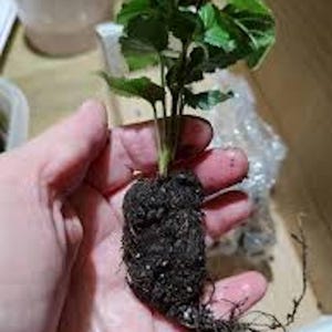 May include: A small plant with vibrant green leaves and a dark, soil-covered root system is held in a hand. The plant's roots are visible, and the background is blurred, suggesting a focus on the plant itself.