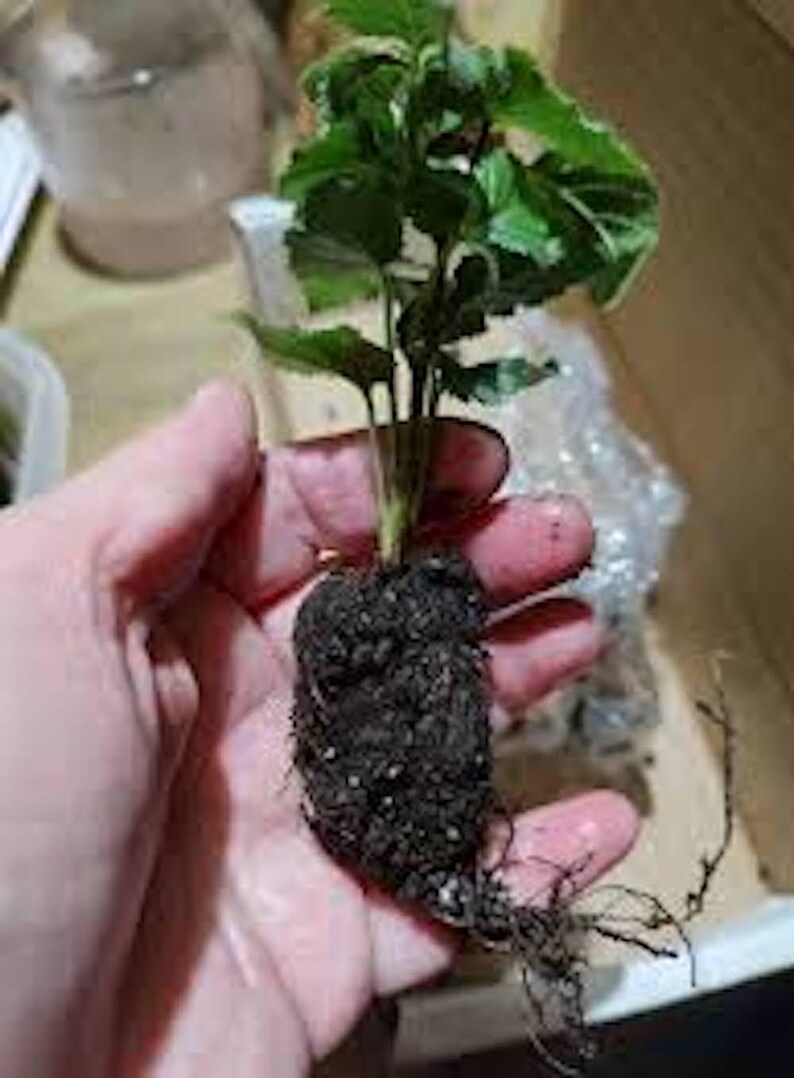 May include: A small plant with vibrant green leaves and a dark, soil-covered root system is held in a hand. The plant's roots are visible, and the background is blurred, suggesting a focus on the plant itself.