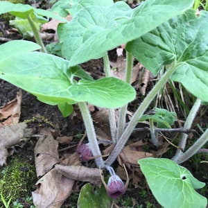 10 Wild Ginger Plants Bare Roots Asarum Canadense Organic Planting Stock Perennial image 9