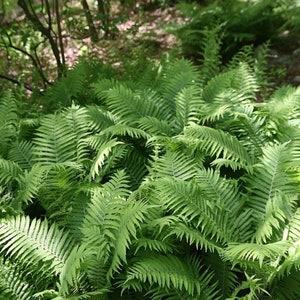 5 Ostrich Fern Bare Root Fiddlehead Matteuccia Struthiopteris Perennial Wildflower Transplant image 1
