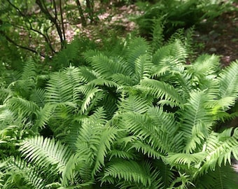 10 Ostrich Fern Bare Root Fiddlehead Matteuccia Struthiopteris Perennial Wildflower Transplant